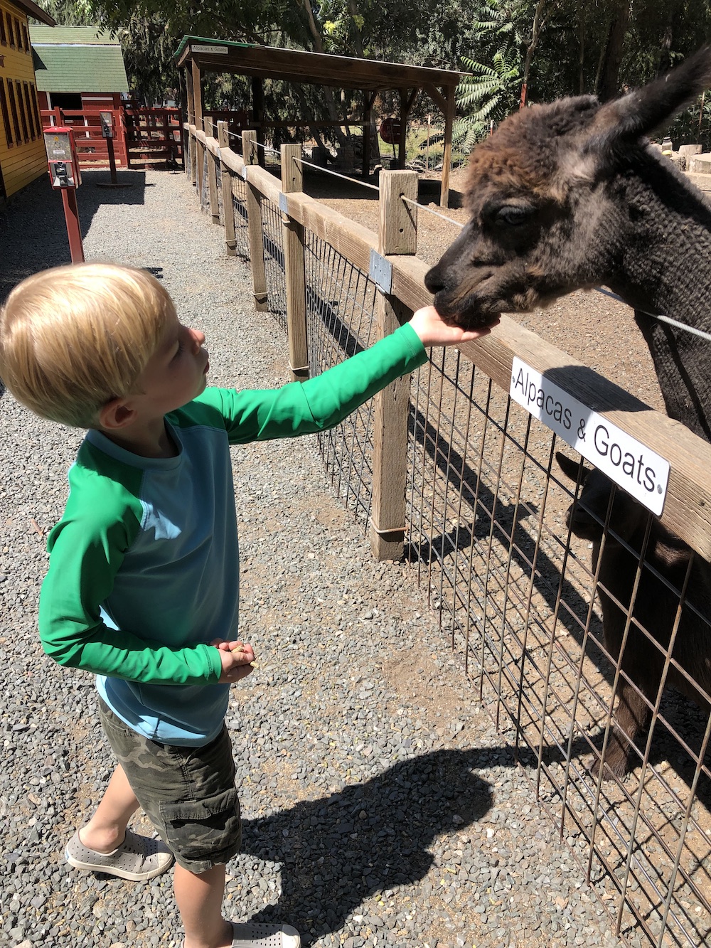 Train Town Sonoma petting zoo