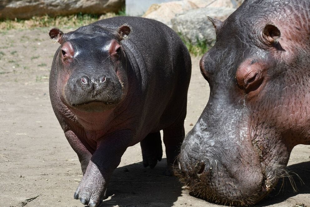 Cheyenne Mountain Zoo