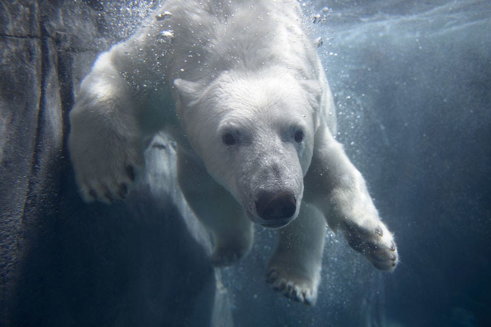 Saint Louis Zoo