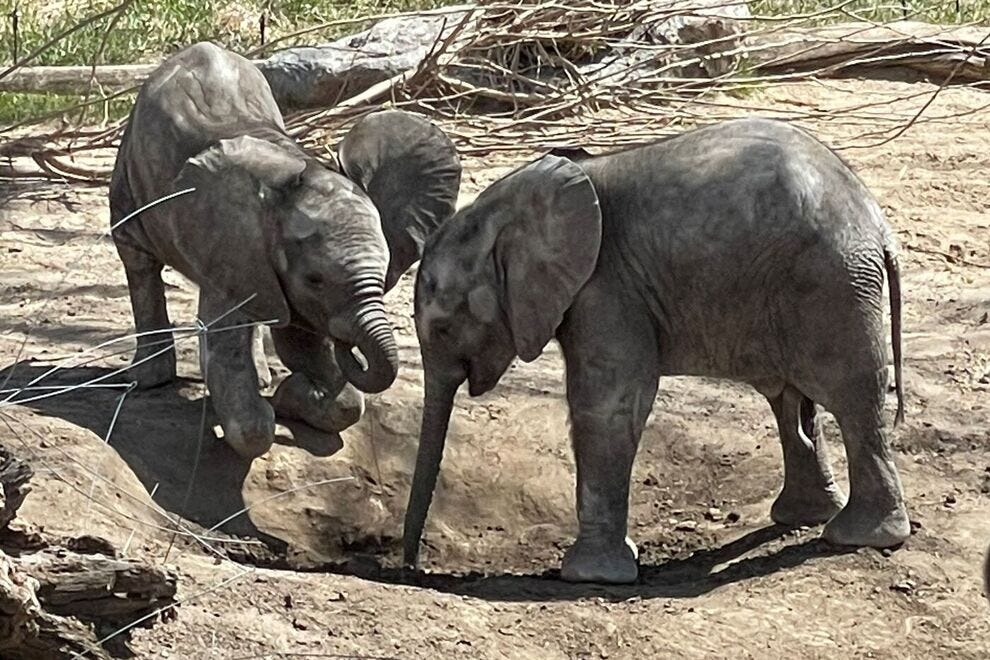Omaha's Henry Doorly Zoo and Aquarium