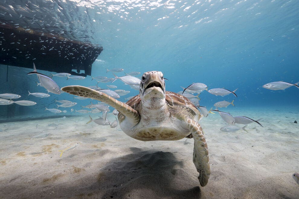 Endangered sea turtles love to swim near Playa Piskado