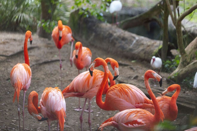 ZooTampa features a flock of social flamingos