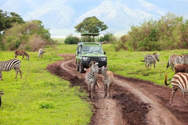 Learn about animals — and even interact with them — at safari parks