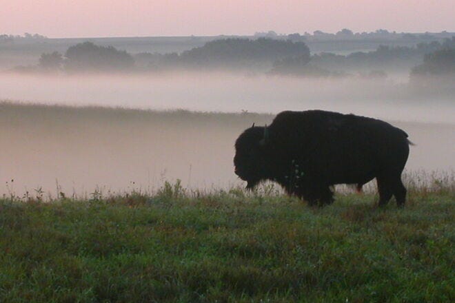 Spot wildlife while hiking on the many trails at Neal Smith National Wildlife Refuge