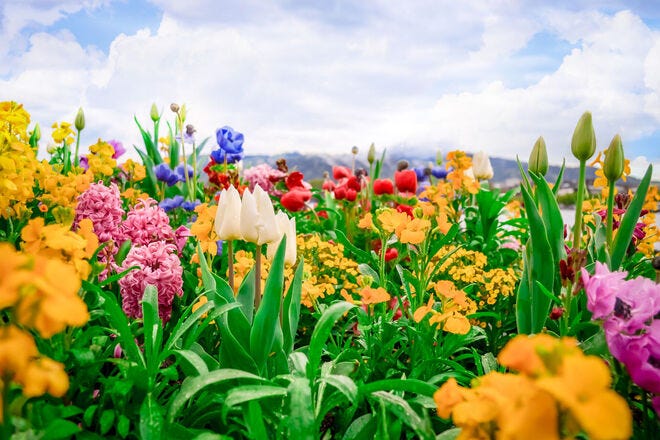 Add pops of color in high-traffic flower garden areas