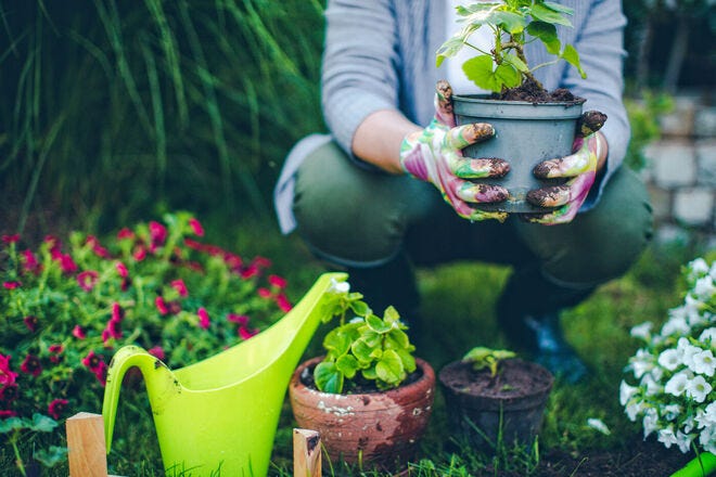 Potted plants are usually best for home flower gardens