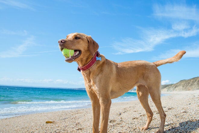 Which dog-friendly beach does your pooch enjoy exploring?