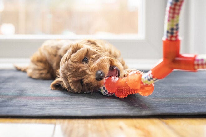 Which pet subscription does your furry friend look forward to?