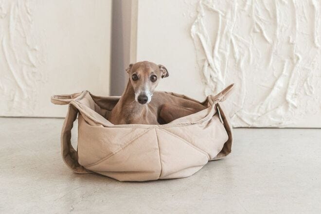 Petite pups love the Lambwolf Olla Pet Carrycot