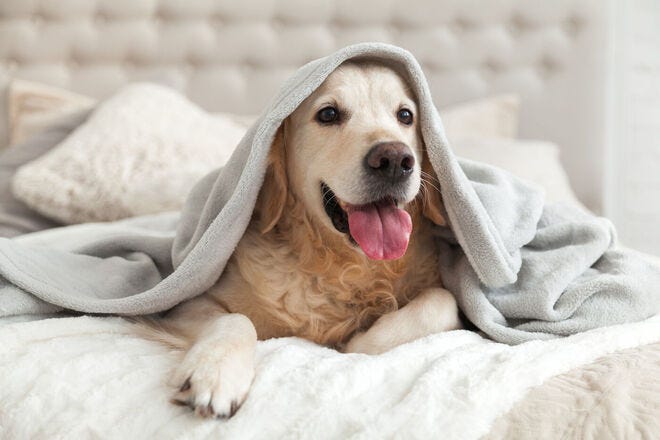 Which pet-friendly hotel do you think is best?
