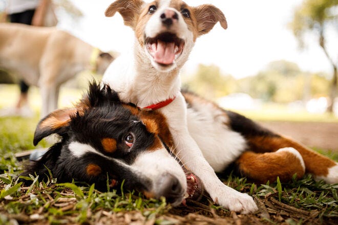 Where is the best dog park in the country?