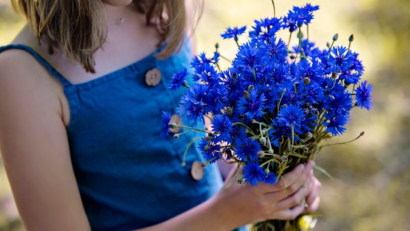 Cornflower blue